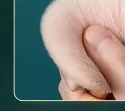 1 pièces pinceau de maquillage en éventail doré Rose