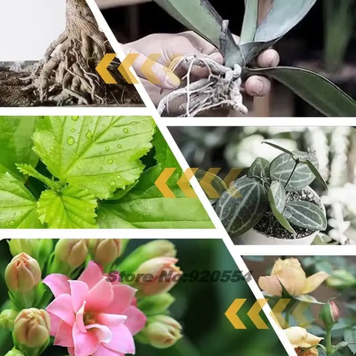 Poudre d'enracinement rapide 30g pour coups, stimulateur polyvalent de racines de plantes pour arbres, légumes, fleurs, engrais soluble dans l'eau