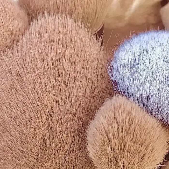 Ensemble de pinceaux de maquillage doux pour femmes